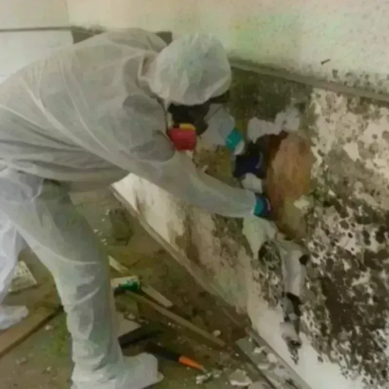 Mold Remediation and Removal in Advance, NC